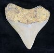 Bargain Megalodon Tooth - North Carolina #20709-2